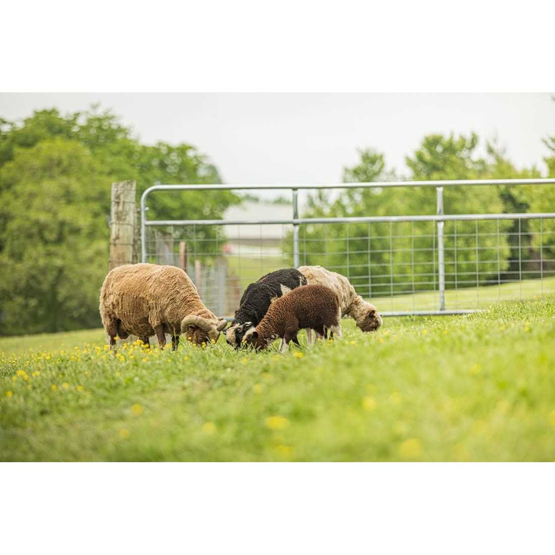 Tarter Galvanized Wire Filled Tube Gate - Inhomebuy