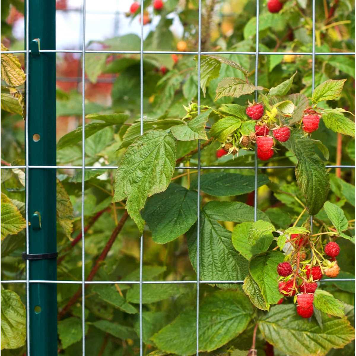 LADECH 3-4-5-6-7 Feet Sturdy Duty Metal Fence Post – Garden U Post for Fencing - Inhomebuy