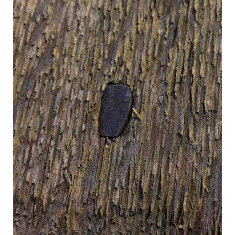 cut Flooring Nails - Inhomebuy