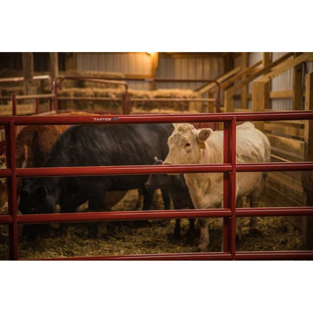 Tarter Tube Gate 16 ft W Gate 6ER16 - Inhomebuy