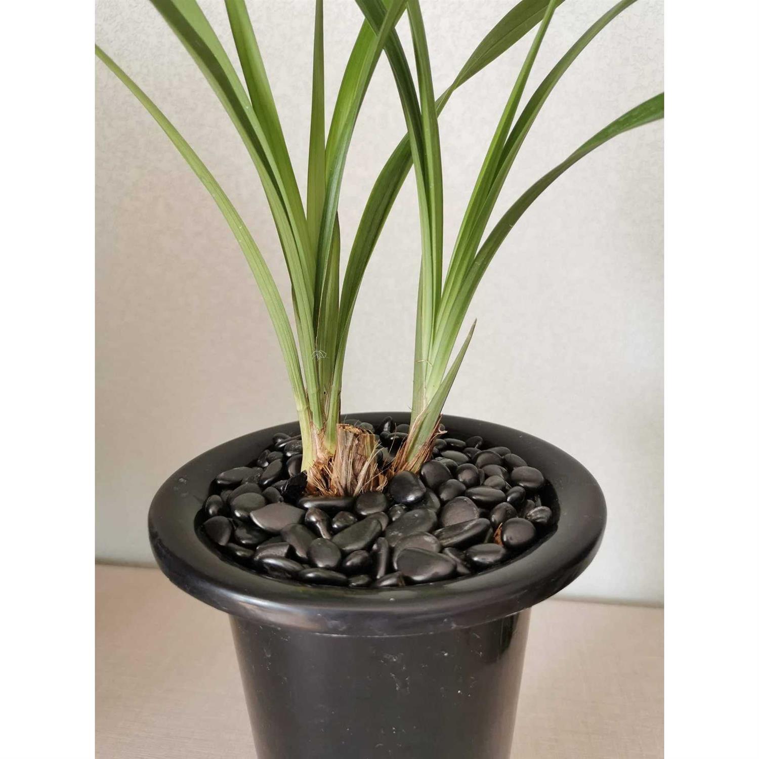 Fantech WC-15 Speed Control WC15 - Inhomebuy